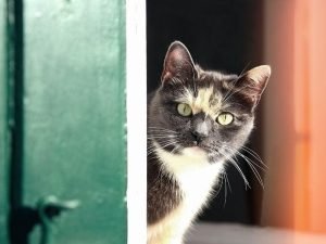 Redes de proteção anti-pombos em Sorocaba