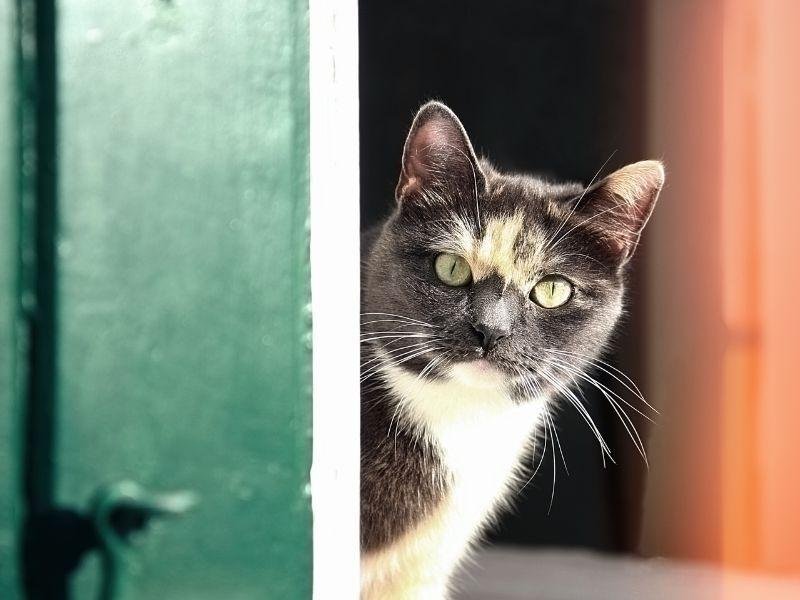 Redes de proteção anti-pombos em Sorocaba