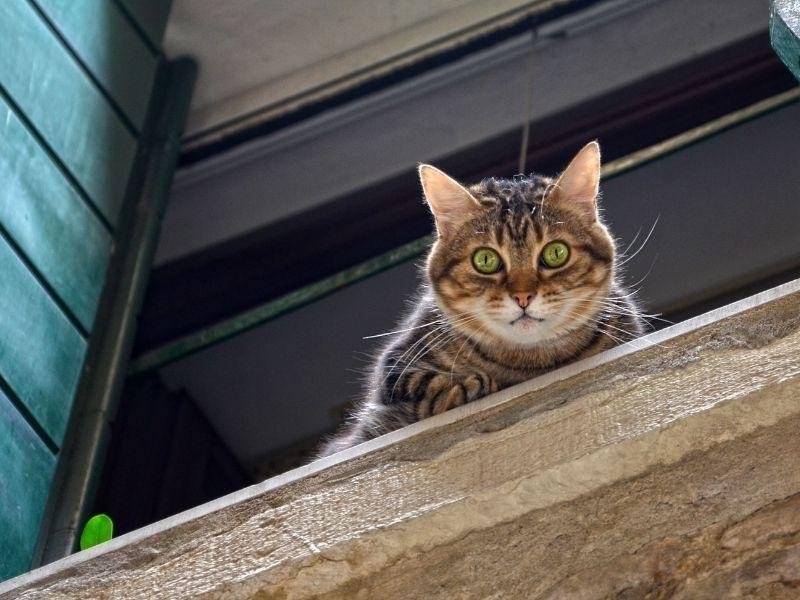 Redes de proteção para idosos em Sorocaba