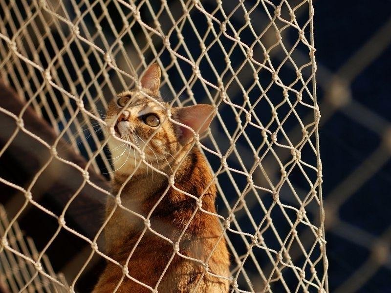 Instalação de tela protetora em Sorocaba