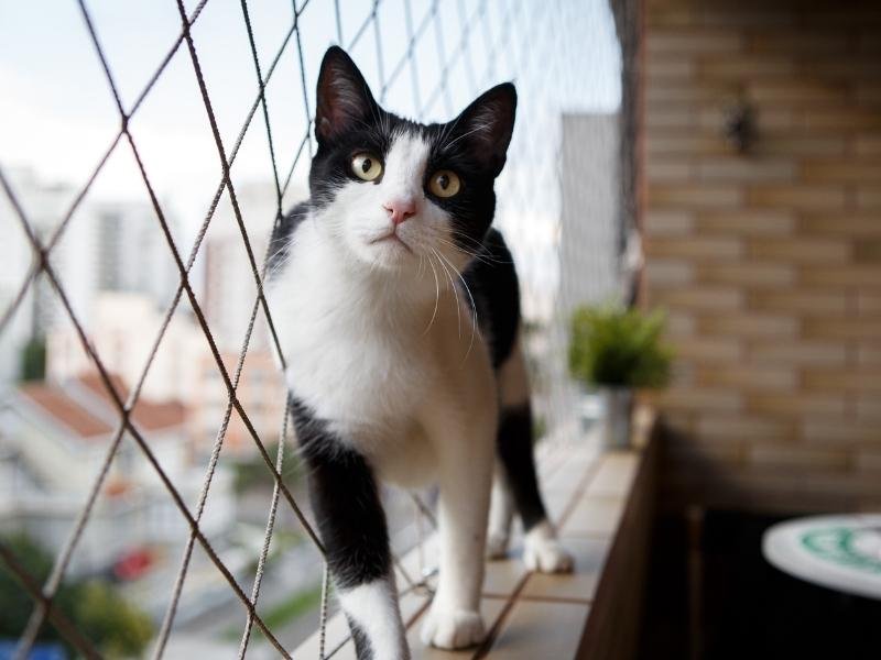 Garanta a segurança de animais com tela de proteção em Itu