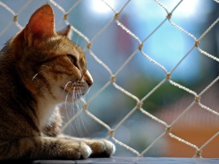 Redes de proteção para quadras em Sorocaba