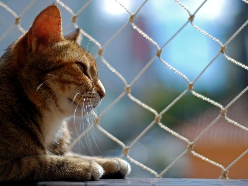 Redes de proteção para quadras em Sorocaba